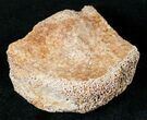 Partial Hadrosaur (Duck-Billed Dinosaur) Toe Bone #14008-1